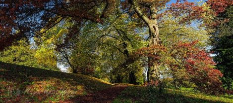 Fall Majestic Trees MT289A