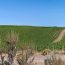 NK MIP Vineyards Pano 0V098A