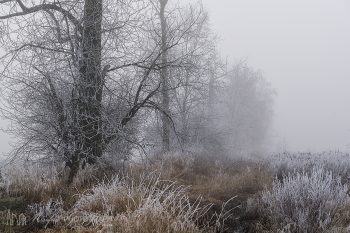 Fog_and Frost_442_ws