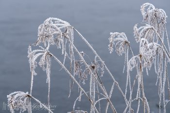 Frost_Covered_448_ws