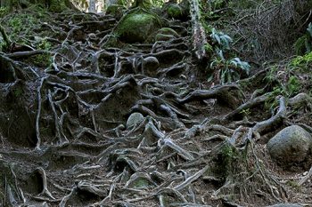 Lynn Canyon_Roots_LC069A_ws