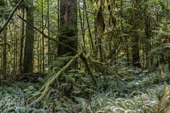 Cathedral_Grove_Park_CG272A_ws