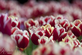 Fields_of_Tulips_FT242A_ws